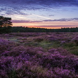 Blooming heathland